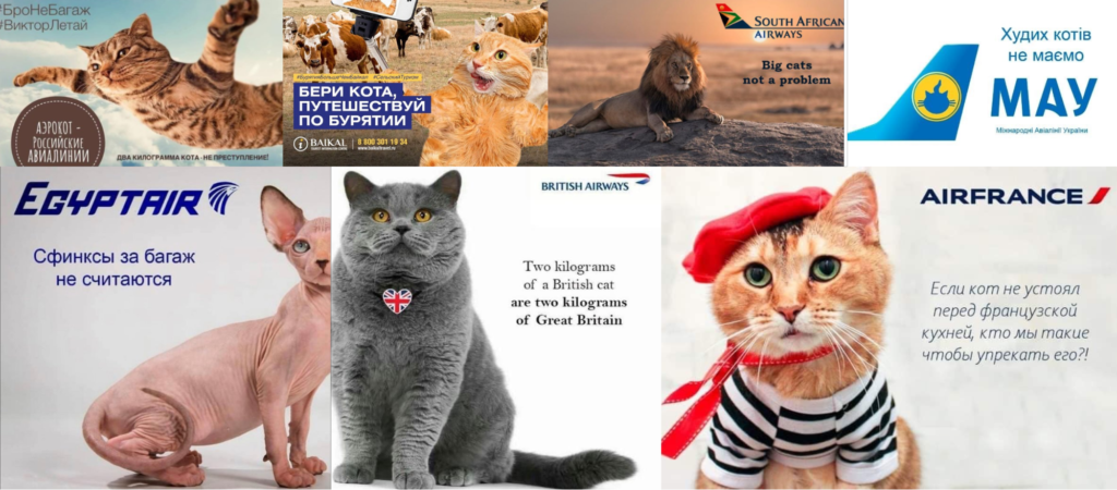 Котики, полярные мишки и кабаны с трюфелями: дайджест интересной рекламы за ноябрь 2019